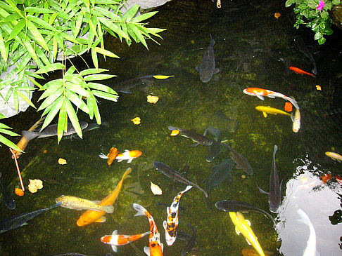 Botanischer Garten Foto 
